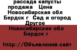 рассада капусты продажа › Цена ­ 15 - Новосибирская обл., Бердск г. Сад и огород » Другое   . Новосибирская обл.,Бердск г.